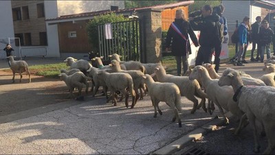 15隻羊註冊讀小一！鎮長慎重出席入學典禮　學生高喊：我們不是羊