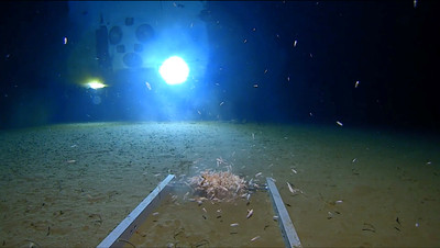 美探險家探萬米「最深海溝」破紀錄　驚見「挑戰者深淵」有塑膠垃圾