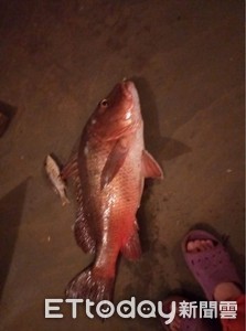 海釣爽嗑5kg肥魚中「雪卡毒」　台男爆痛10hr快往生…曝魚頭更毒