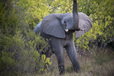 殺很大！非洲波札那宣布取消狩獵大象禁令