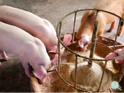 食品業談永續經濟　從飼料改革或許是一個好方法！