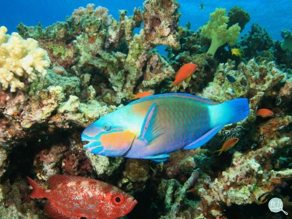 ▲有數百種熱帶或亞熱帶珊瑚礁魚類，攝食後可能引起「熱帶性海魚毒（Ciguateric toxins）中毒」。（圖／食力 foodnext）