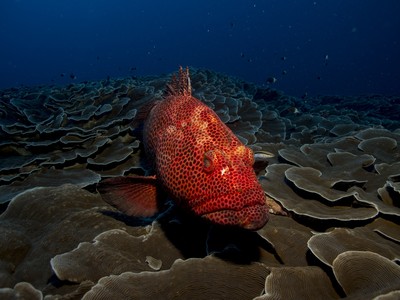 美16歲少女破世界紀錄釣獲「264kg巨大石斑魚」　重量為她的5倍