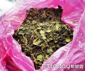 二級毒品「恰特草」外觀像茶葉！　上癮暴力自殘恐致命