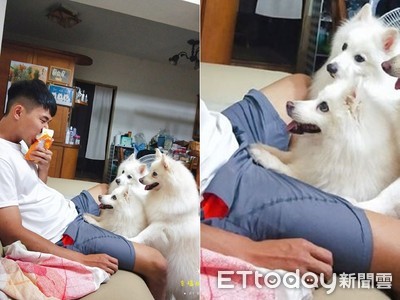 不給就掐下去！狐狸犬討吃...手手放他「重要部位」威脅