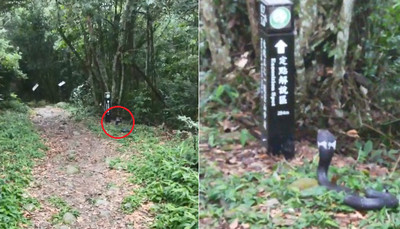 登山步道驚見眼鏡蛇！牠抬頭認真「看路標」　網放大一看笑翻