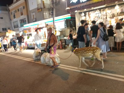 墾丁驚見「梅花鹿」散步！半裸男牽著逛大街　網看主人嚇傻：是船長