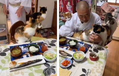 住持吃早飯有護法「四面討食」　他邊吃邊餵愛貓閃瞎網