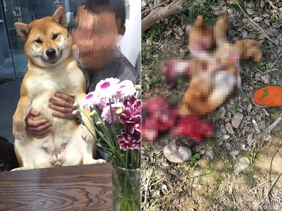 柴犬失蹤還不到1天　找到「整坨皮毛、內臟」被丟路邊