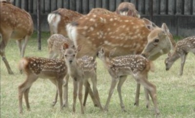 第一次學走路、求喝奶！日奈良鹿苑開放整月　遊客可賞百隻初生小鹿