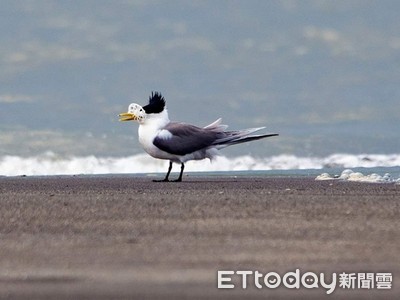 鳳頭燕鷗遭「塑膠卡喙」　越掙脫纏越緊吃喝都困難