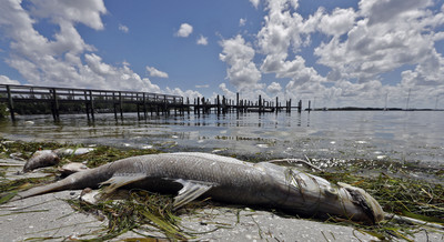 墨西哥灣「死亡區」面積激增　衝擊海洋生物…游不走只能等死！