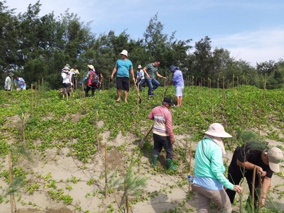 嘉義林管處海岸線種樹　700棵木麻黃守住第一線