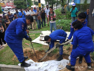 住宅區藏3m巨蟒！4民防人員用力「拔」出蛇窩　驚見還有29條初生小蛇