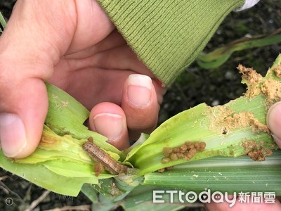 秋行軍蟲入侵日本了　鹿兒島農場首次發現…正在啃玉米！