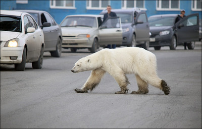 離家500里　瘦巴巴北極熊闖進工業城覓食40年來首見