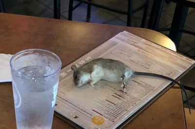 料理鼠王？熟女到雞翅餐廳用膳 巨鼠凌空掉到菜單上！