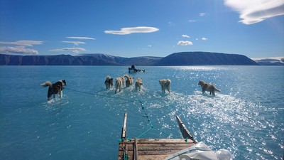 北極現在有多熱？他拍到雪橇犬「末日水上飄」　唯美照震撼全球