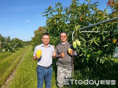 草長得半棵果樹高 李鴻彰夏雪芒媲美愛文