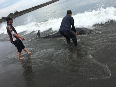 台南秋茂園海邊傳鯨豚擱淺　民眾通報海巡救助