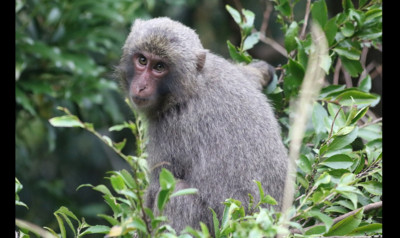 沖繩動物園14隻猴子上演「逃獄風雲」　原來是自己拿鑰匙開門