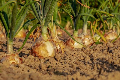 吃有機菜≠防癌！醫曝「硝酸鹽超高」真相：採收前犯這2點慘了