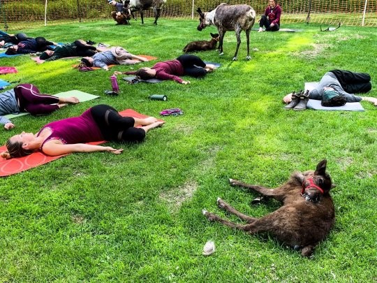 （圖／翻攝自Facebook／Running Reindeer Ranch）