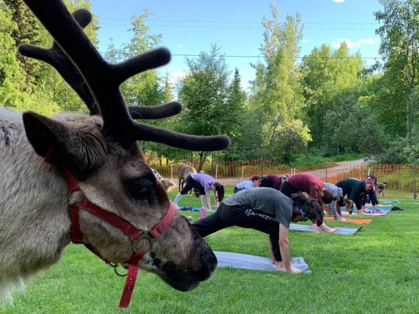 （圖／翻攝自Facebook／Running Reindeer Ranch）