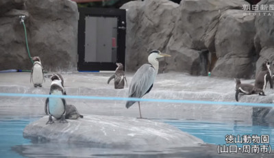 欺負腿短的？　長腿蒼鷺「1天2次」闖動物園搶企鵝食物吃