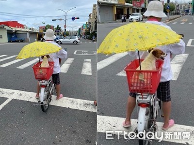 大熱天兜風去！　卡打掐阿嬤「把傘讓給毛孩」背影暖哭路人