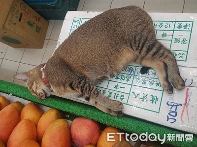 想問芒果怎麼賣？　轉頭看...奇異果老闆「顧店顧到睡著」