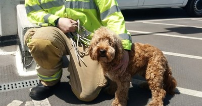 34℃高溫！主人爽逛超市　把貴賓犬留悶熱車上1小時險死