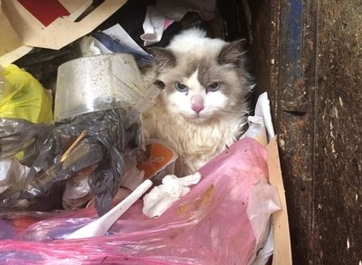 不滿女友愛貓多過愛他　華裔男將貓從7樓扔垃圾槽重傷