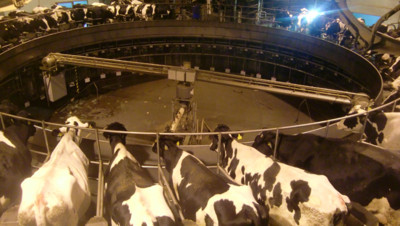 「鼻口狂滲血！」牛奶製造商社長幫整理牛舍　慘遭失控乳牛撞死