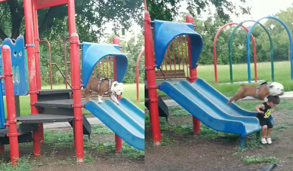 ▲▼弟弟溜滑梯「被狗蓋火鍋」趴地吃土　萬人嘴角失守：WWE？（圖／翻攝自Martin Muro臉書）