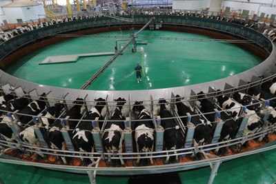 空運乳牛2萬頭自產自足　卡達被斷交2年從斷奶變外銷