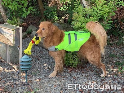 黃金獵犬「嘴叼娃娃」眼神空洞　沮喪臉站原地...真相超可愛！