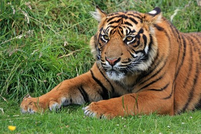 50年8萬隻老虎遭獵殺　印度靠保護區「4年養活3千隻」