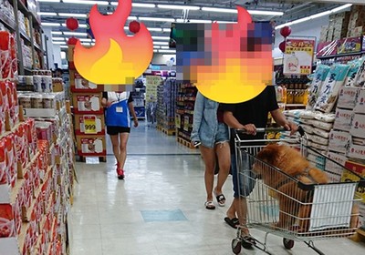 賣場禁攜寵物…飼主「狗塞推車」硬闖　目擊者怒：店員都提醒一次了，故意嗎