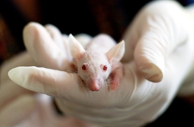 日政府批准「人獸雜交胚胎」計劃　讓老鼠長出人類器官