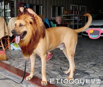 媽秀190cm「巨嬰獅子王」完全無違和　網秒唱：媽媽滴吉娃娃～