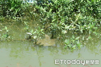 走進崇明／「稻蝦鱉」共生產值翻倍　生態養殖喚青年回海島創業