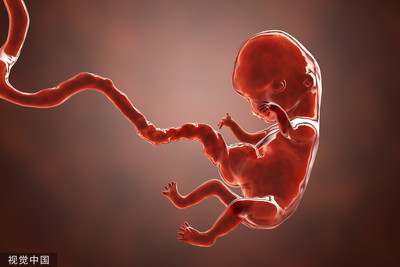 人猴胚胎實驗成功「母猴可順利生出」！　科學家警告：牠們會發展出自我意識