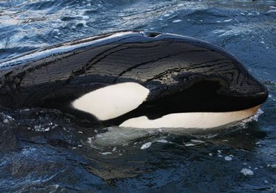 讓牠自由　俄宣布9月1日前放歸「鯨魚監獄」裡所有鯨魚