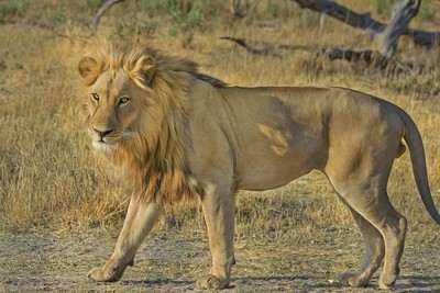 南非機場查獲342公斤「獅子骨」逮3人　相當38頭遇害！