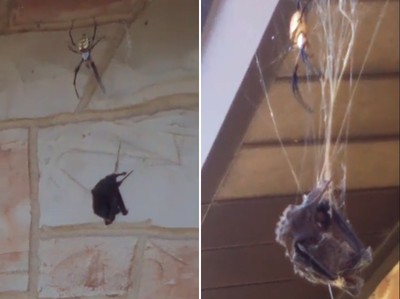 金黃園蛛織網1.8m…吐絲包住大蝙蝠　驚悚吞食畫面曝光