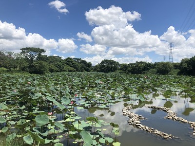 河濱公園夏日限定「荷花池」盛放中　週末騎Ubike免費賞花去