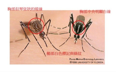 ▲埃及斑蚊與白線斑蚊之外觀。（圖／問8線上健康諮詢提供）