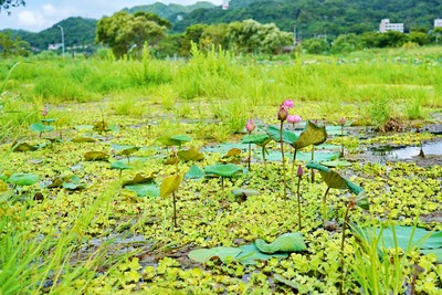 樹林柑園河濱公園復活 雙北夏日限定4處免費賞荷景點