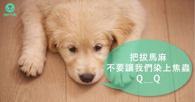 讓狗狗貧血又厭食的「犬焦蟲症」　你絕對不會想讓毛孩得到的病